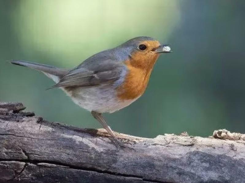 തോട്ടത്തിൽ റോബിൻ പക്ഷികളെ ആകർഷിക്കണോ?